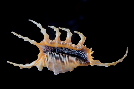 Lambis scorpius 5-2016 9439